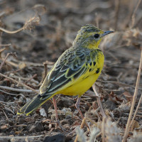 Golden Pipit